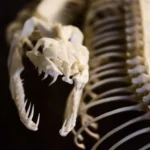 Veja como é bizarro a mandíbula de cobras