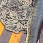 Tragédia Ambiental: Sucuri-Verde Morre Atropelada na MT-338 e Deixa Dezenas de Filhotes Expostos