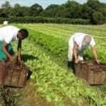 agricultura familiar arquivo embrapa