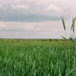agro