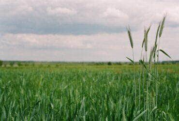 agro