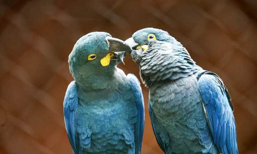São Paulo (SP) 18/09/2024 - Zoológico de São Paulo, conseguiu reproduzir em cativeiro a espécie em extinção da Arara Azul de Lear. Foto: Paulo Pinto/Agência Brasil