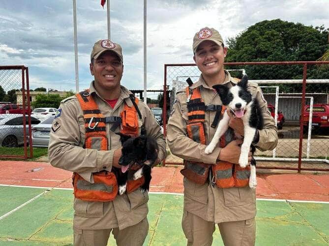 Cão treinado pelo Corpo de Bombeiros de Mato Grosso