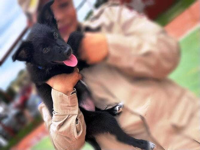 Cachorro do Corpo de Bombeiros em treinamento