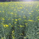 canola