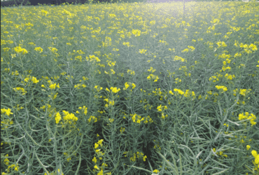 canola