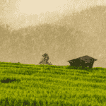 Clima e Mercado