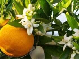 florada citros