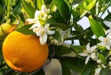 florada citros