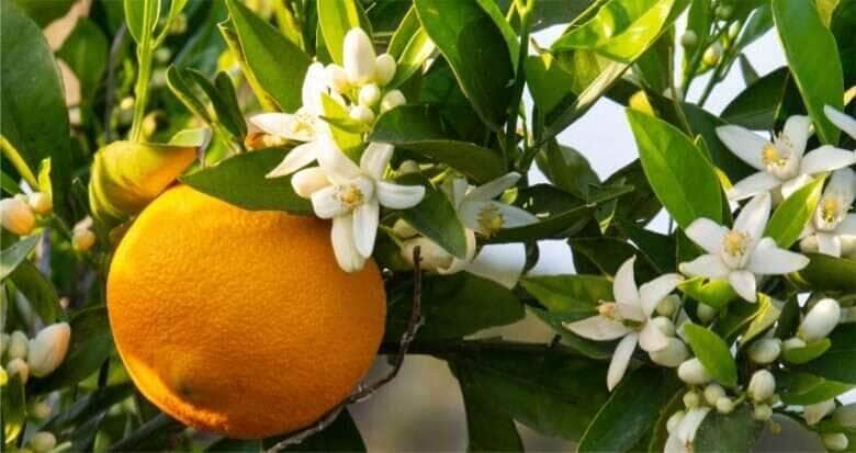 florada citros
