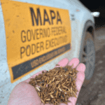 mapa arroz