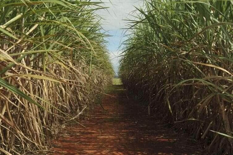 plantacao cana de acucar Elza Fiuza ABr