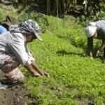 Redes de agricultores familiares fortalecem sistemas orgânicos no Brasil - Tomaz Silva/Agência Brasil