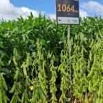 soja nova cultivar embrapa