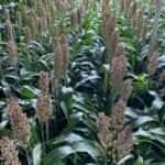 sorgo