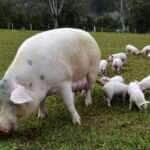 suinos embrapa 1