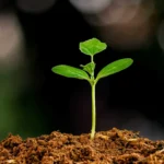 sustentabilidade