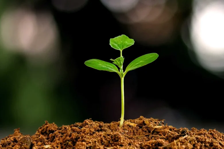 sustentabilidade