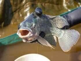 tilapia exportacoes