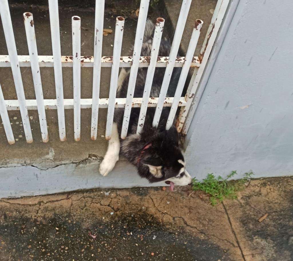 Cachorro resgatado pelos bombeiros de Mato Grosso