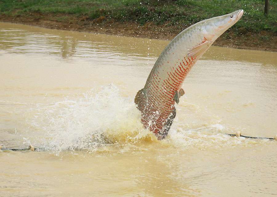 Cientistas dão passos importantes para a reprodução artificial do pirarucu 4 250402 reproducaoPirarucu Siglia Souza