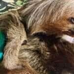 Bicho-preguiça e capivara são devolvidos à natureza em área de soltura de Sorriso