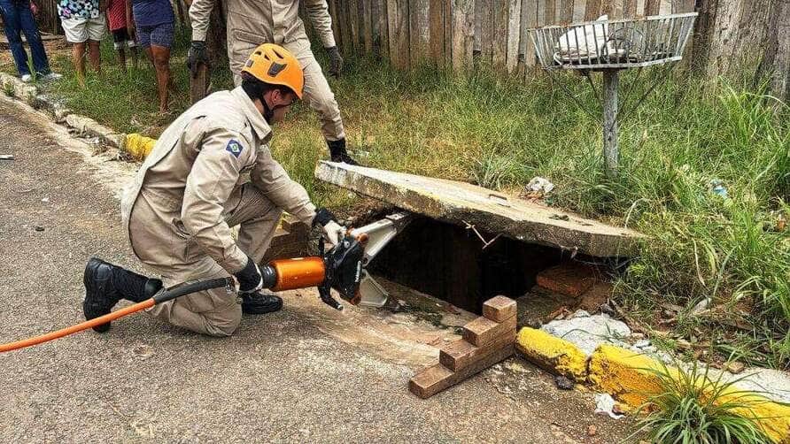 Bombeiros resgatam arara-canindé ferida e filhotes de gato em locais de risco em Sorriso