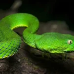 Cobra Zodíaco