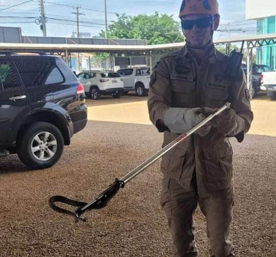 Corpo de Bombeiros de Mato Grosso resgata serpente que estava dentro de motocicleta