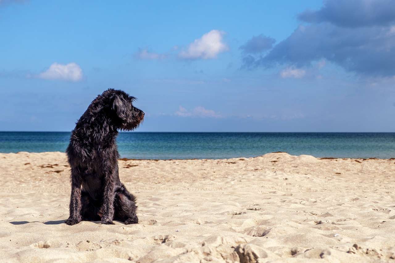 Cuidados com pets no verao prevencao contra viroses Pixabay 1