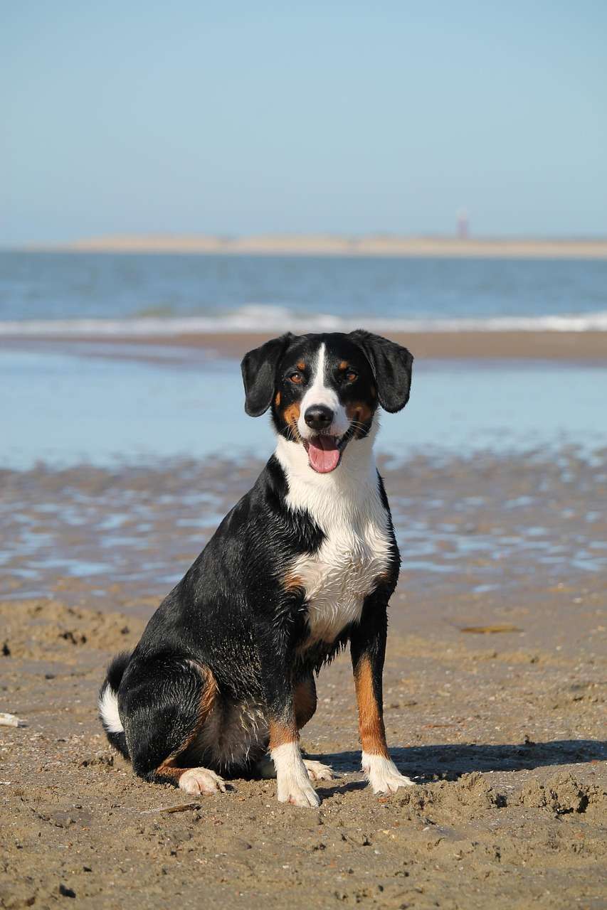 Cuidados com pets no verao prevencao contra viroses Pixabay 2