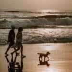 Cuidados com pets no verão: prevenção contra viroses