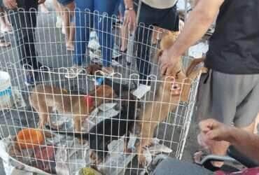 Feira no Parque Tia Nair em Cuiabá tem grande adesão e 90% dos animais são adotados