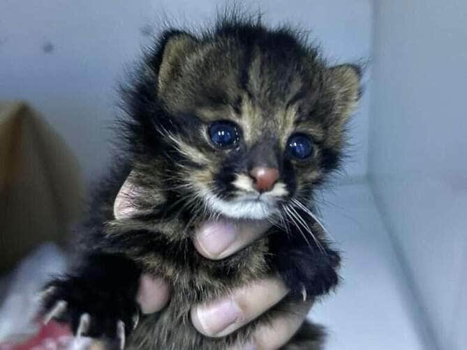 Filhote de gato palheiro resgatado em lavoura passa por avaliação médica em Mato Grosso