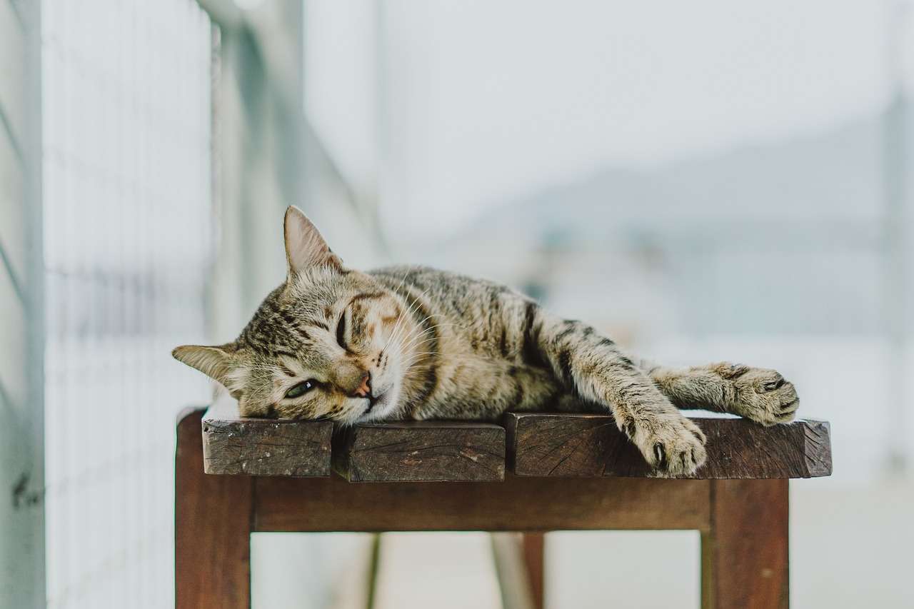 Gatos conquistam espaco nos lares brasileiros Pixabay 2