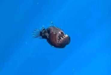 O Peixe Diabo Existe? Vídeo Misterioso Viraliza e Levanta Questões Fascinantes