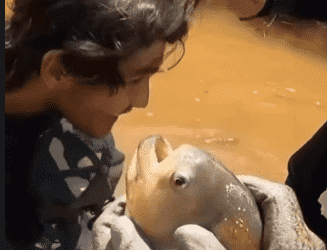 Vídeo viral mostra o poder da piranha e deixa uma lição importante