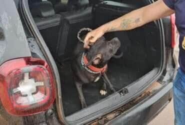 Polícia Civil resgata cachorro vítima de maus-tratos e prende tutor em Várzea Grande