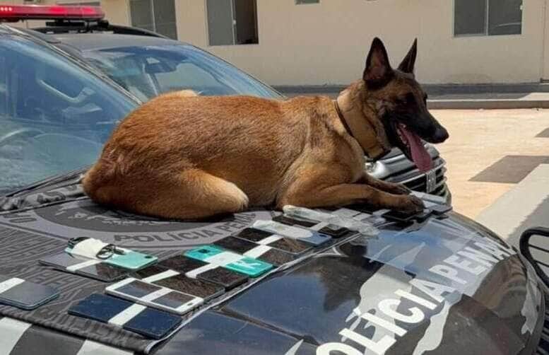 Polícia Penal apreende celulares e armas em presídio de Mato Grosso