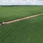 Produtores de soja de Mato Grosso têm até 15 de fevereiro para cadastrar unidades de produção no Indea