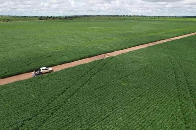 Produtores de soja de Mato Grosso têm até 15 de fevereiro para cadastrar unidades de produção no Indea