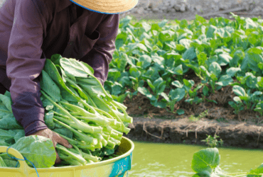 Programa Desenrola Rural e outras ações do Governo Federal visam baratear alimentos e fortalecer agricultura familiar