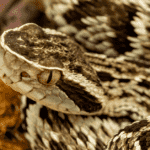 Mulher morre após ser picada por cobra jararaca em Mato Grosso