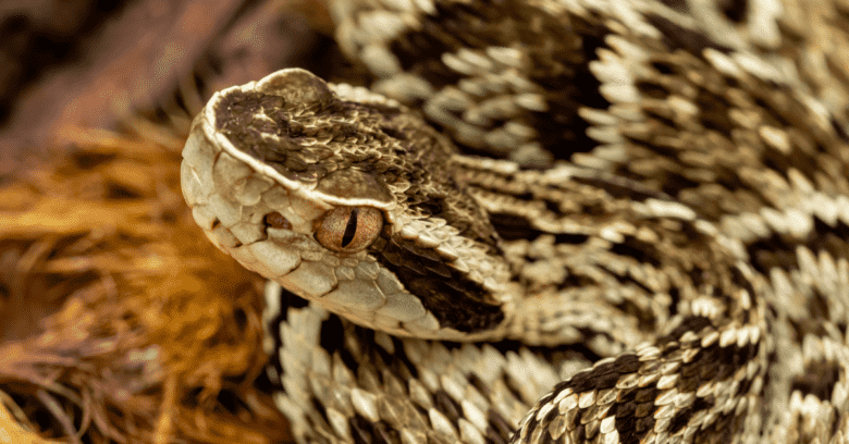 Mulher morre após ser picada por cobra jararaca em Mato Grosso