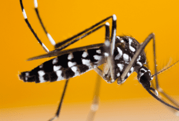 Foto mosquito, mosquito da dengue
