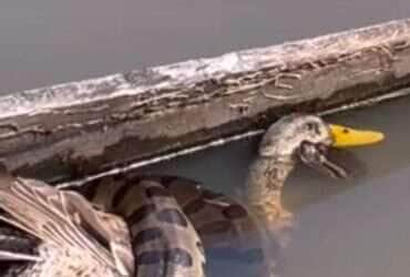 Sucuri e a luta pela sobrevivência; pato é alvo da maior cobra do Brasil 