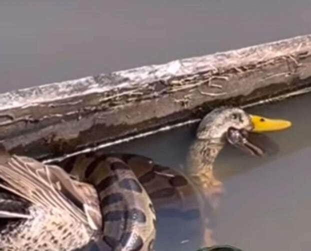 Sucuri e a luta pela sobrevivência; pato é alvo da maior cobra do Brasil