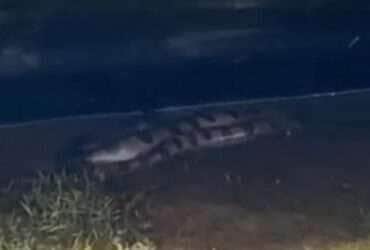 Cobra sucuri gigante encanta banhistas ao se esconder debaixo de Jet Ski 