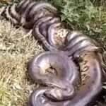 Cena impressionante de cobras sucuris disputando acasalar viraliza nas redes, e biólogo explica o fenômeno