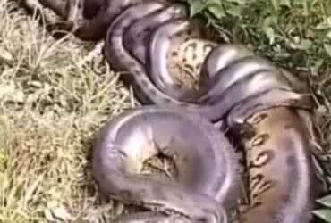 Cena impressionante de cobras sucuris disputando acasalar viraliza nas redes, e biólogo explica o fenômeno